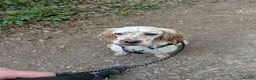 English Setter dogs for adoption: Lar   in Crawley - Advert 3