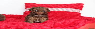 Shihpoo 1
