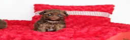 Shihpoo dogs for sale: Chocolate shihpoo’s  - Advert 17