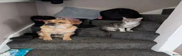 Mixed Breed dogs for sale: New home for buddy - Advert 2