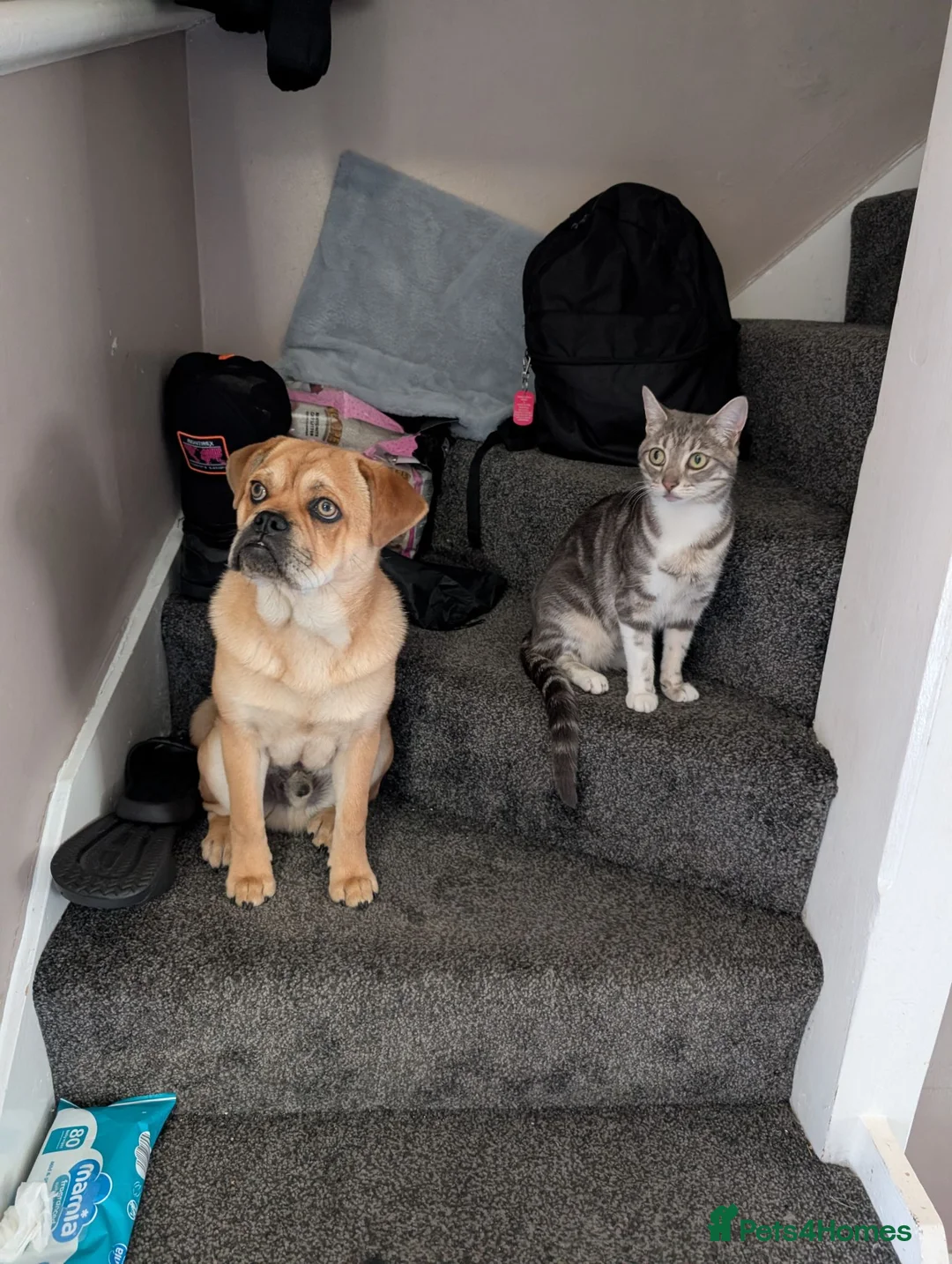 Mixed Breed dogs for sale: New home for buddy - Advert 2