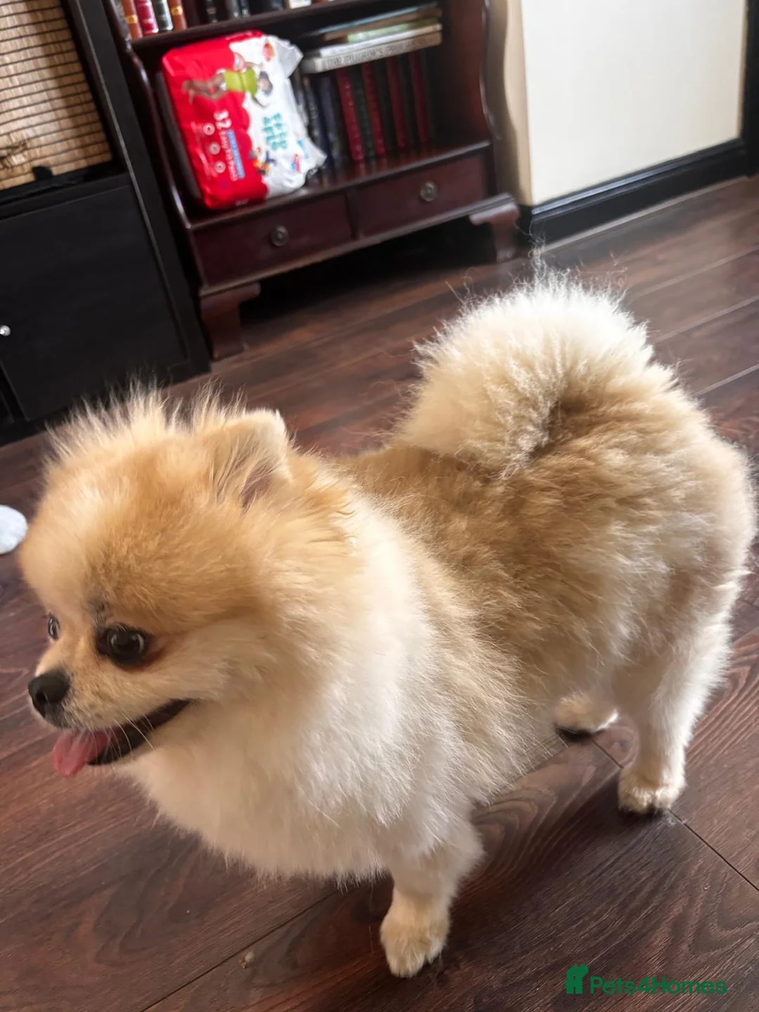 Pomeranian dogs for sale: 2 year old Pomeranian - Advert 5