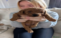 Cavapoo dogs for sale: Beautiful Cavapoo X toy poodle puppies  - Image 24