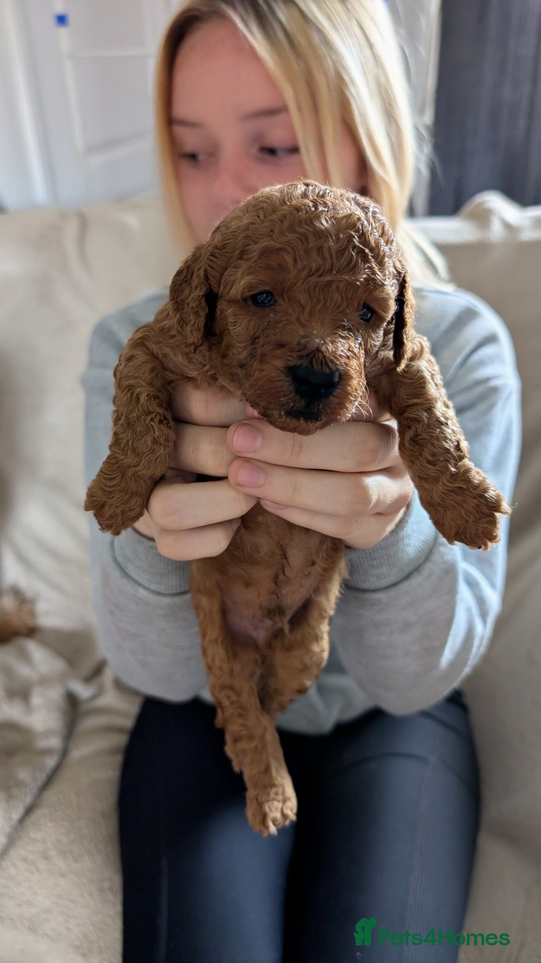 Cavapoo dogs for sale: Beautiful Cavapoo X toy poodle puppies  - Image 24