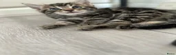 Domestic Shorthair cats for sale: Russian Blue × Bengal Mixed Kittens – 4 available - Advert 20