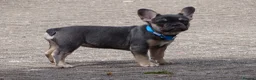 French Bulldog dogs for sale: Last French Bulldog Puppy in Ramsgate - Advert 1