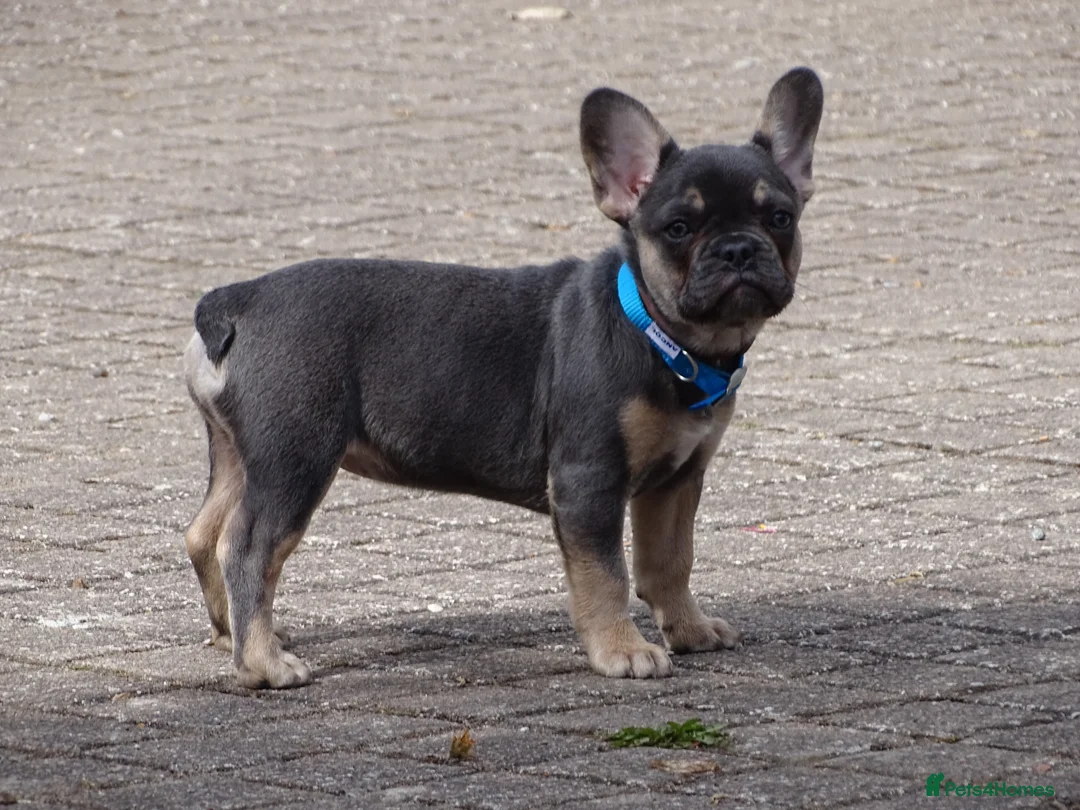 French Bulldog dogs for sale: Last French Bulldog Puppy in Ramsgate - Advert 1