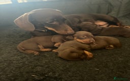 Miniature Dachshund dogs for sale: Charming Miniature Dachshund Puppies 2 Girls 1 Boy - Image 7