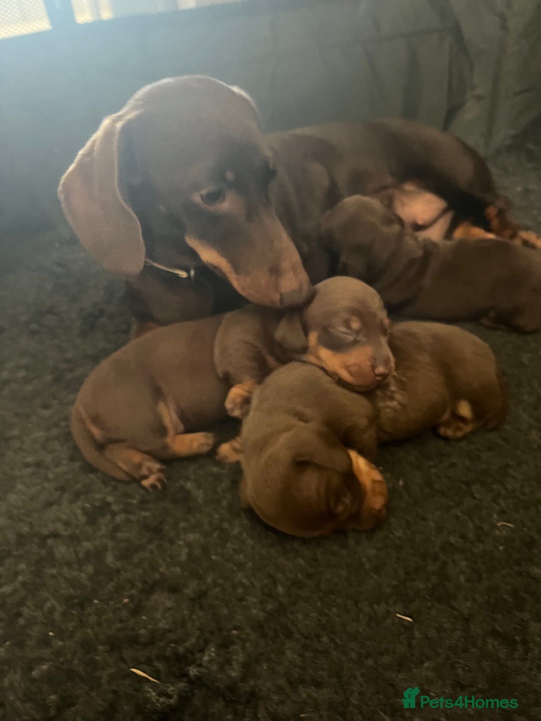 Miniature Dachshund dogs for sale: Charming Miniature Dachshund Puppies 2 Girls 1 Boy - Image 7