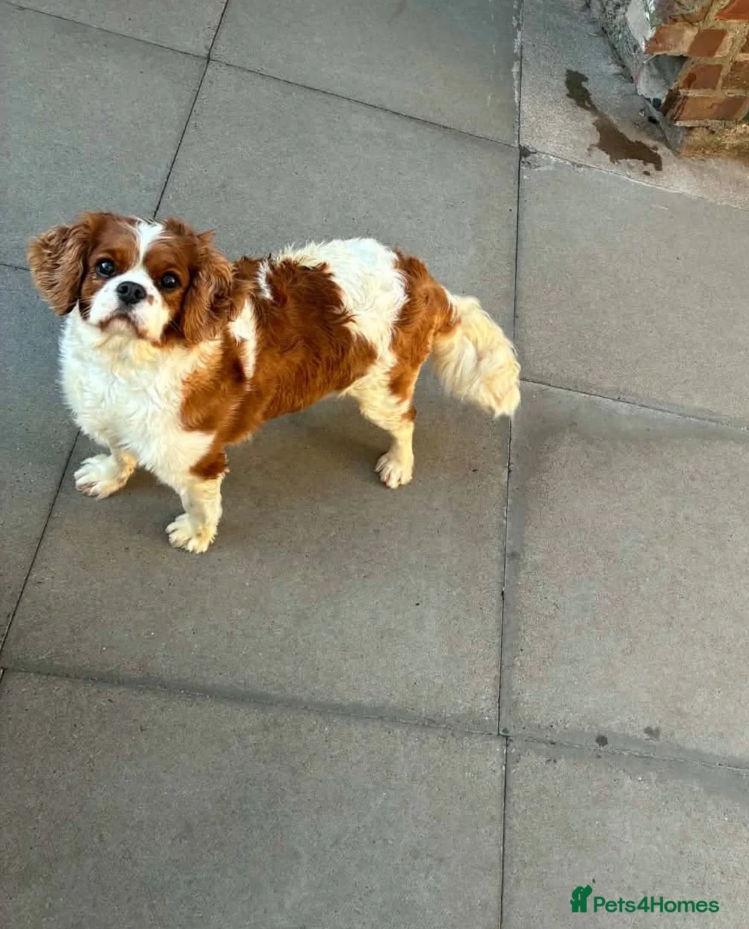 Cavalier King Charles Spaniel dogs for sale: Female Cavalier King Charles - Advert 1