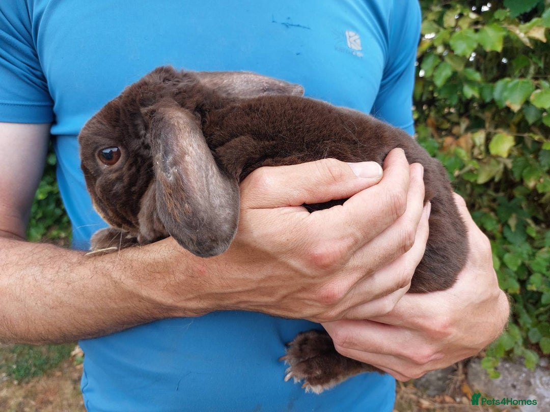 Mini Lop rabbits for sale: pure bread mini plush lop chocolate brown doe - Image 3