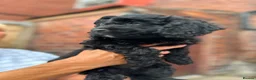 Cavapoo dogs for sale: ⭐️4 Stunning little black cavapoos⭐️ - Advert 22