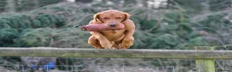 Labrador Retriever dogs for sale: Working Labrador Puppies in Warwick - Advert 4