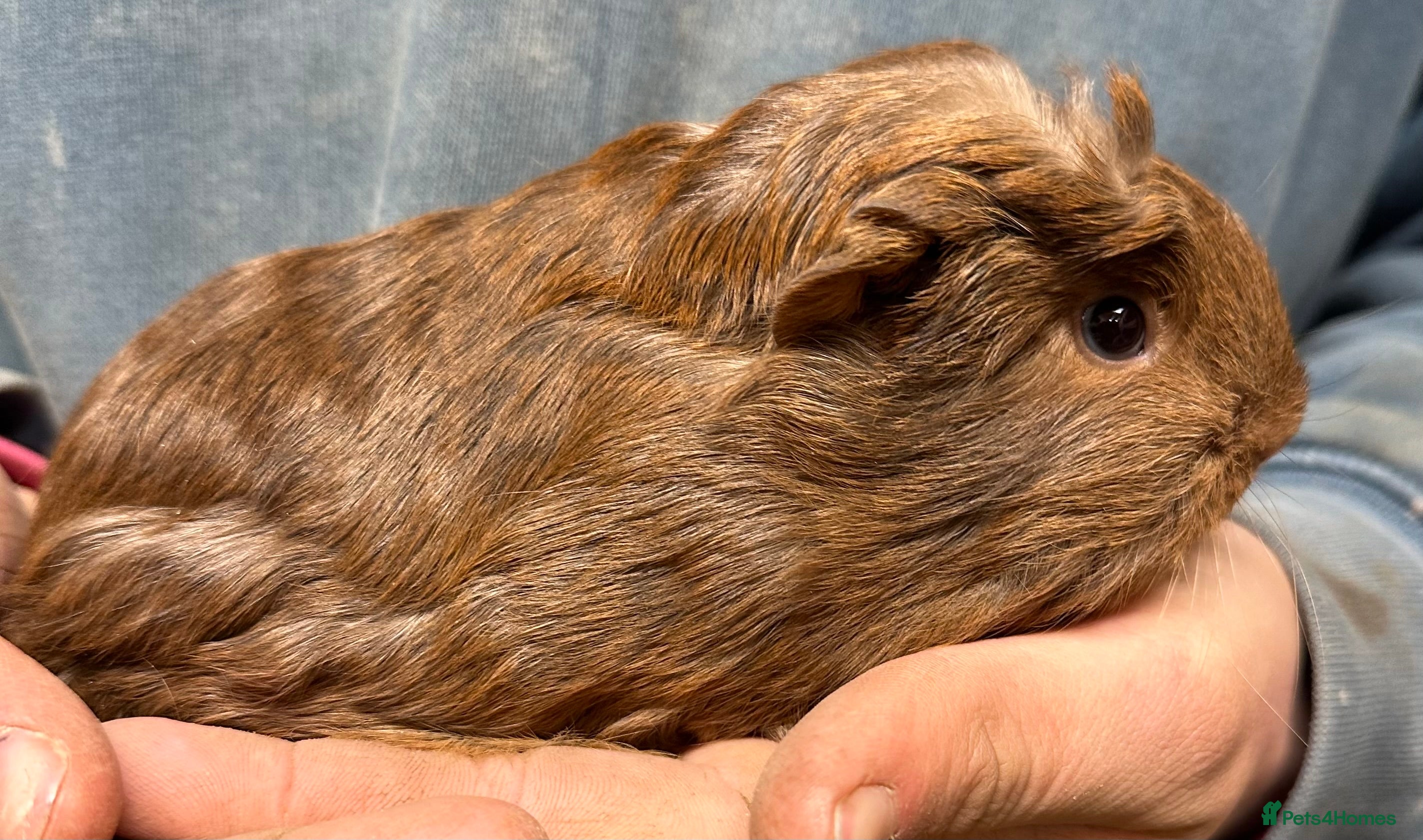Guinea Pig rodents One beautiful baby boy and two sows  - Advert 1