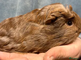 Guinea Pig rodents One beautiful baby boy and two sows - Advert 1