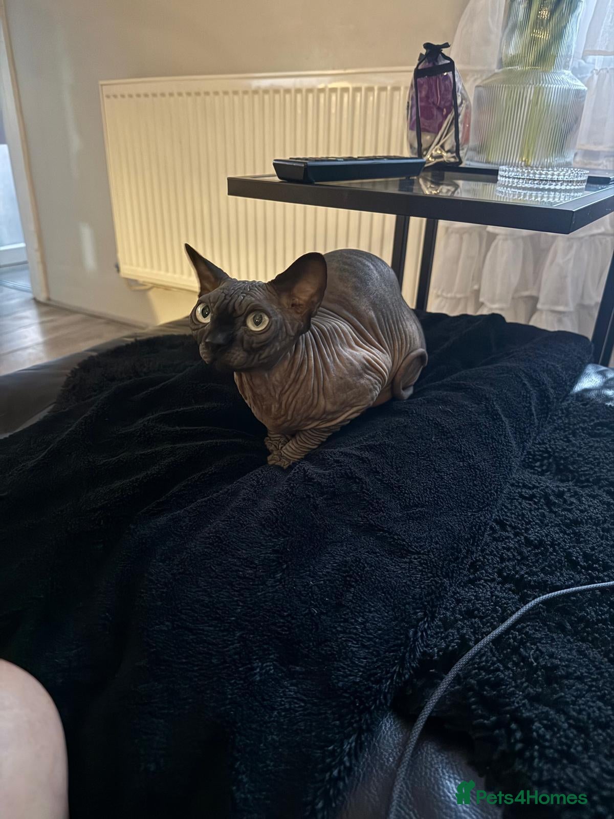 Sphynx cats 4 years old beautiful girl.  - Advert 7