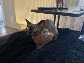 Sphynx cats - Advert 1