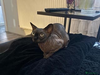 Sphynx cats 4 years old beautiful girl. - Advert 3