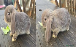 Mini Lop rabbits for sale: Pure bred mini lops looking for new home - Image 8