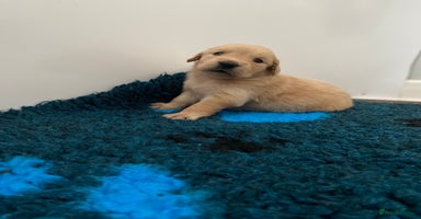 Golden Retriever dogs - Advert 16