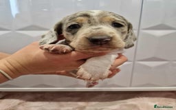 Miniature Dachshund dogs for sale: Only 4 left! Adorable Mini Dachshund Puppies 🐾🐶 - Image 17