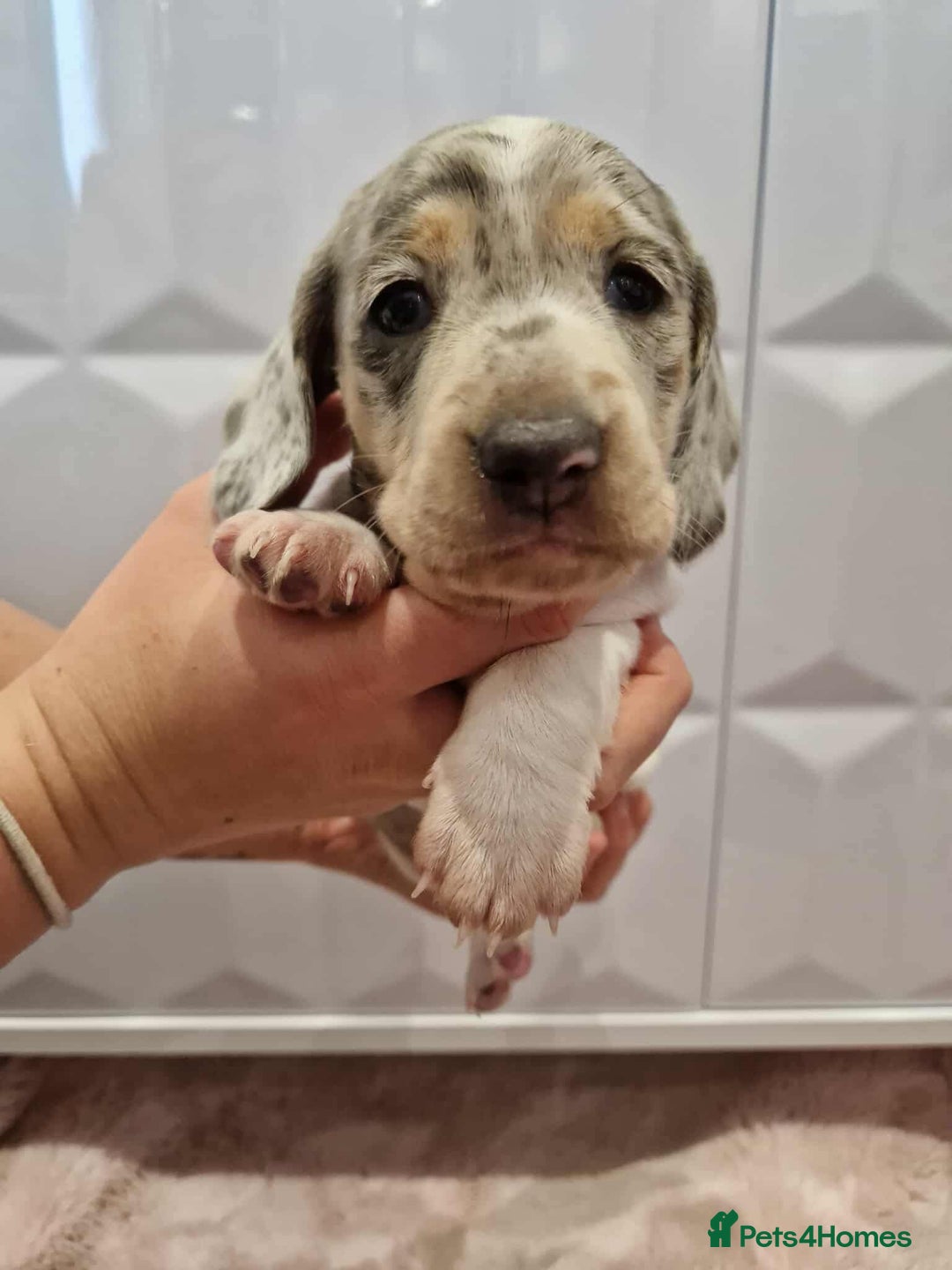 Miniature Dachshund dogs for sale: Only 4 left! Adorable Mini Dachshund Puppies 🐾🐶 - Image 17