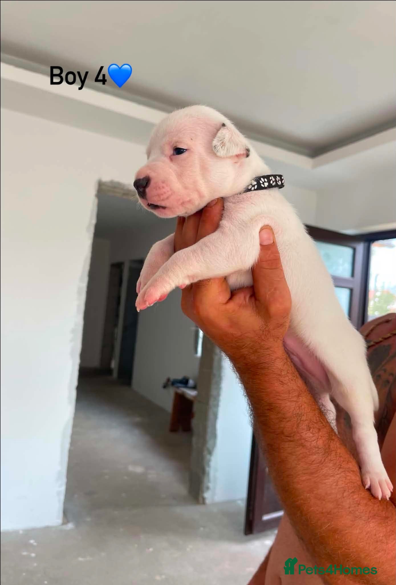 Staffordshire Bull Terrier dogs 10 beautifull blue staffy  - Advert 2