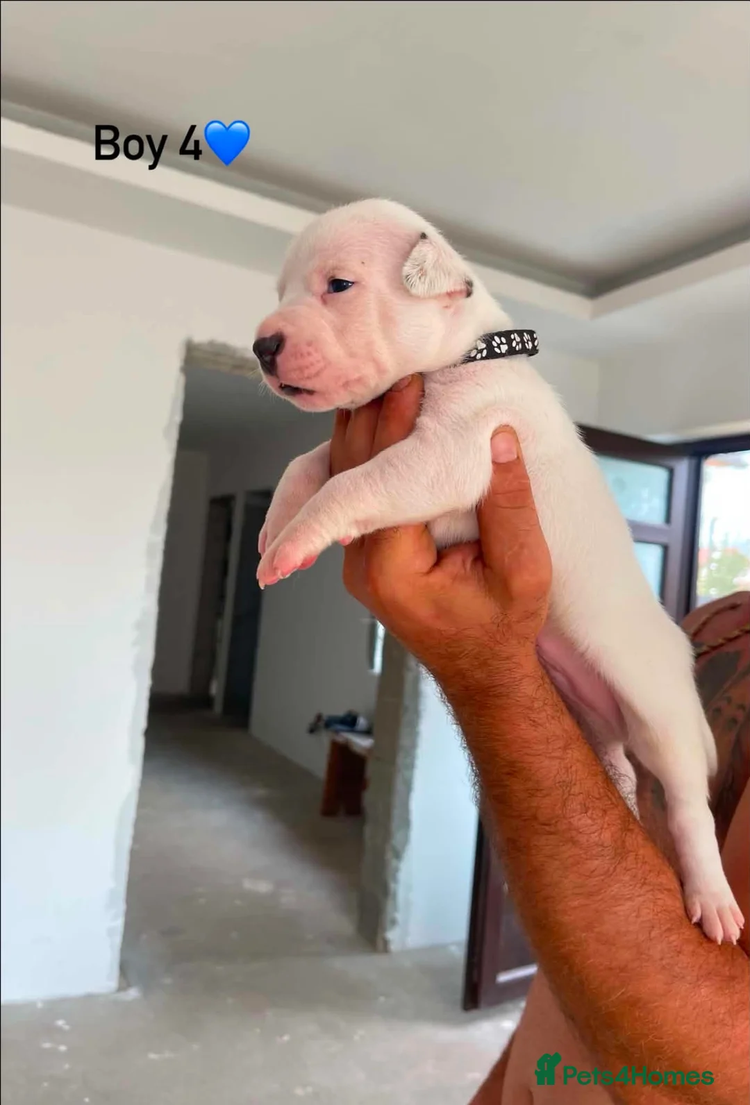 Staffordshire Bull Terrier dogs for sale: 10 beautifull blue staffy  - Advert 2