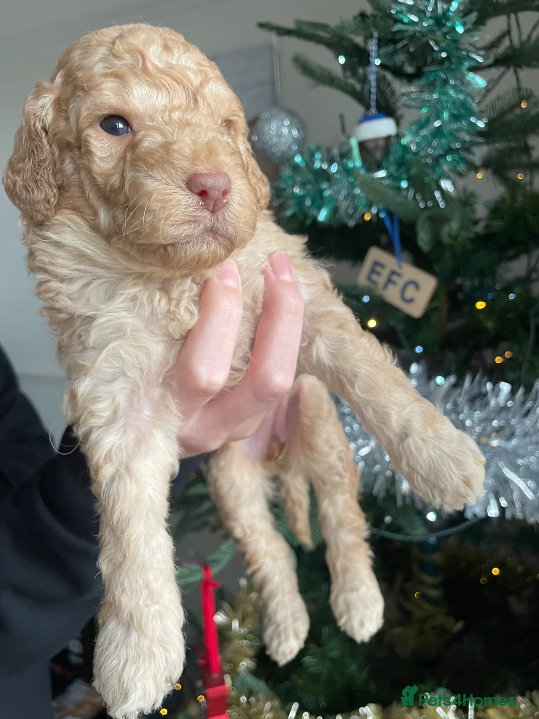 Cockapoo dogs for sale: Cockapoo F1b Puppies born 8 December  - Advert 13