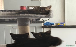 Mixed Breed cats for sale: Playful Kittens Ready to Melt Your Heart ❤️ - Image 1
