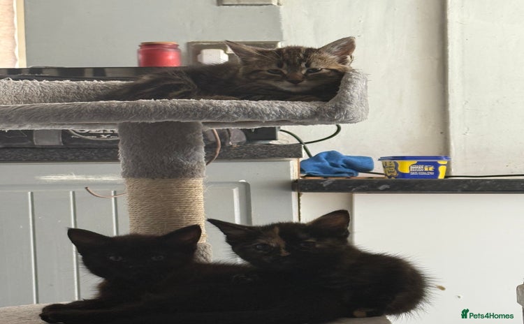 Mixed Breed cats - Advert 5