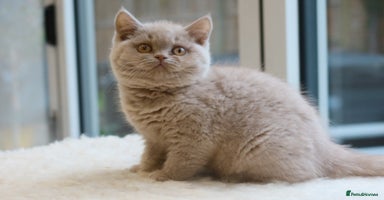 British Shorthair cats - Advert 6