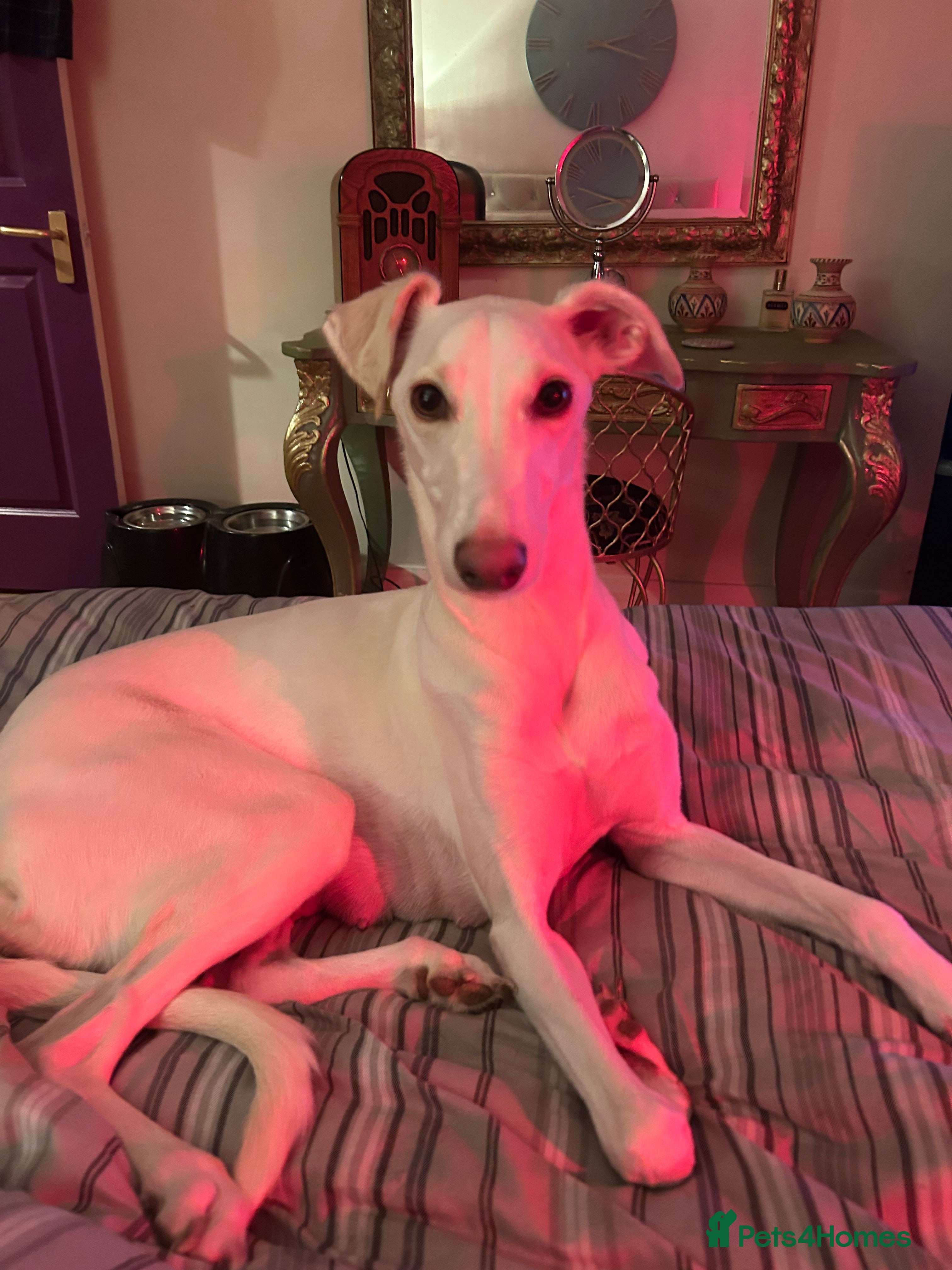 Mixed Breed dogs Salukigrey/bullgrey hound - Advert 3