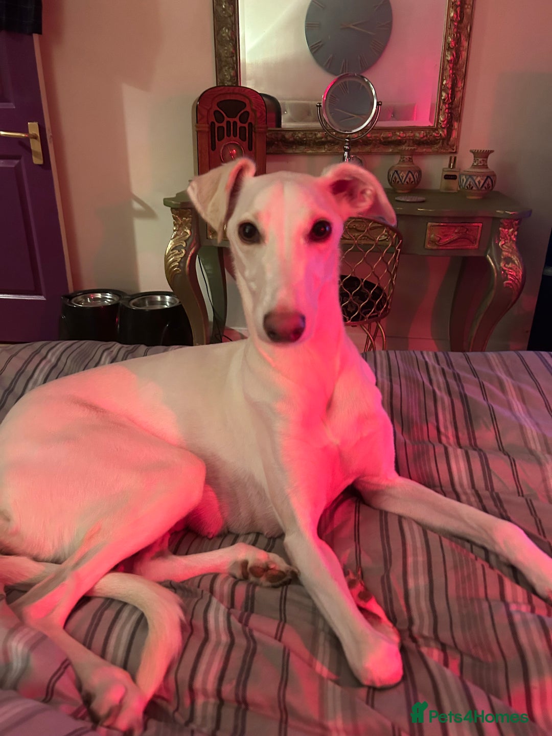 Mixed Breed dogs for sale: Salukigrey/bullgrey hound - Advert 1