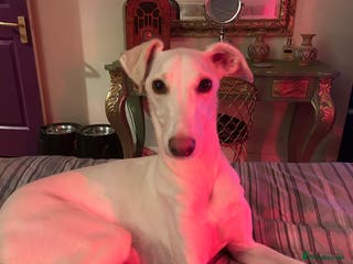 Mixed Breed dogs Salukigrey/bullgrey hound - Advert 14