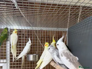Mixed Breed birds Baby cocktails - Advert 2