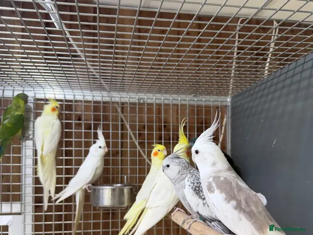 Mixed Breed birds Baby cocktails - Advert 2