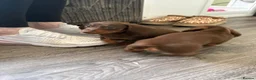 Dachshund dogs for sale: Very small miniature dachshund girl - Advert 8