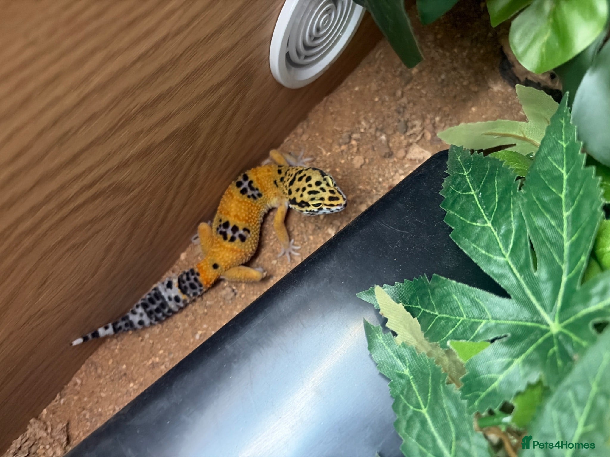 Leopard Gecko reptiles leapard gecko full set up  - Advert 1