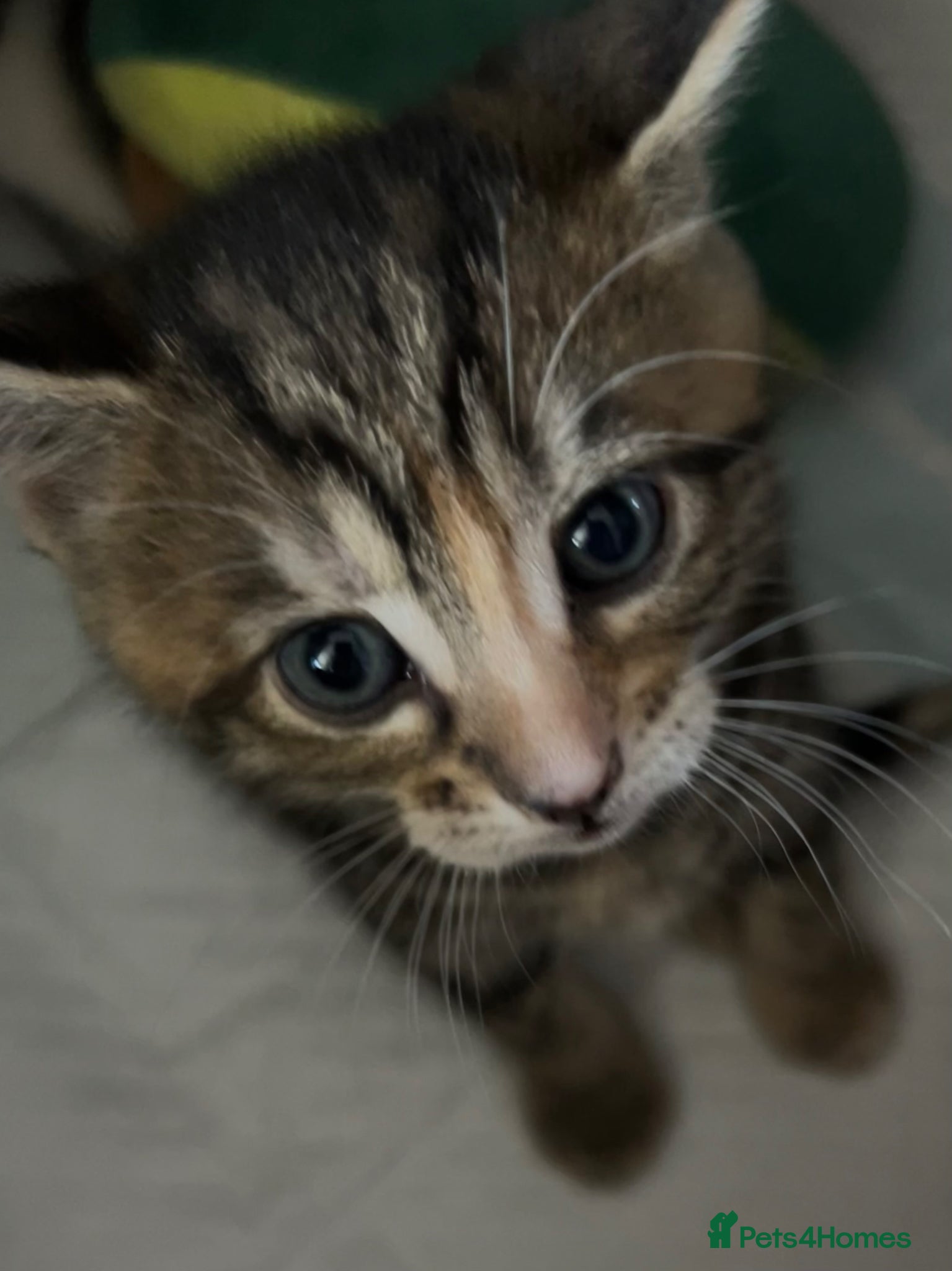 Mixed Breed cats Beautiful Kittens ♥️😻 - Advert 1