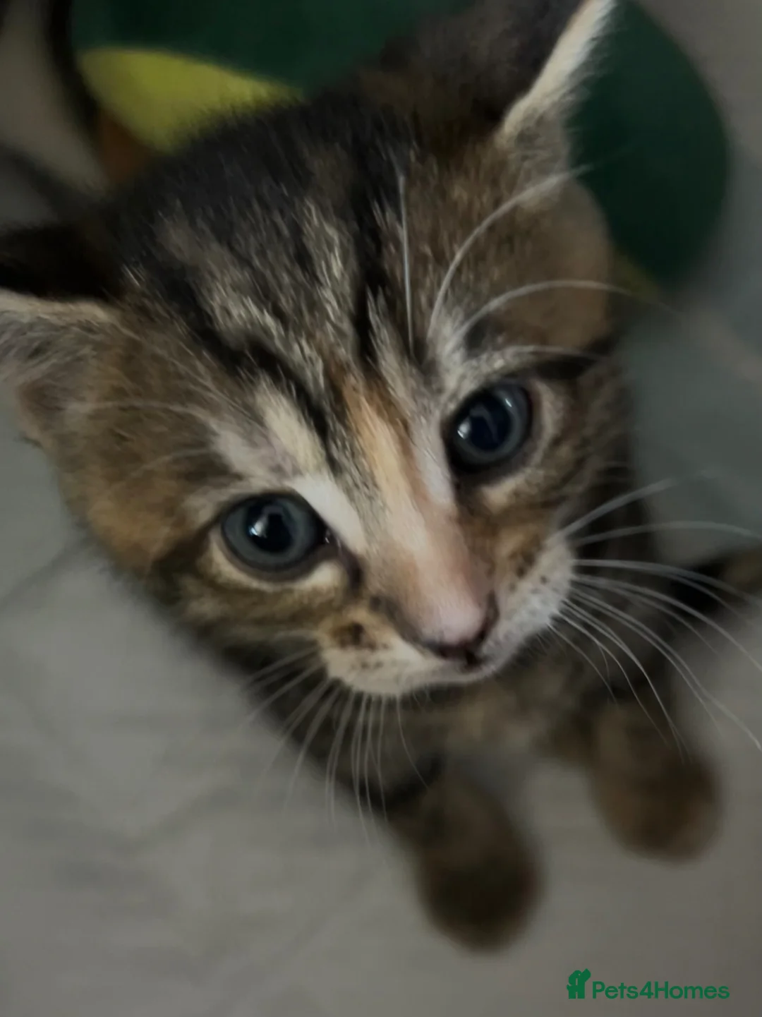 Mixed Breed cats for sale: Beautiful Kittens ♥️😻 - Advert 2