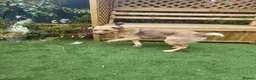 Mixed Breed dogs for adoption: SKY  ( 20 months) - Advert 8
