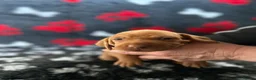 Hungarian Vizsla dogs for sale: Exceptional Pedigree Hungarian Vizsla Puppies - Advert 14