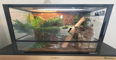 Gecko reptiles - Advert 14
