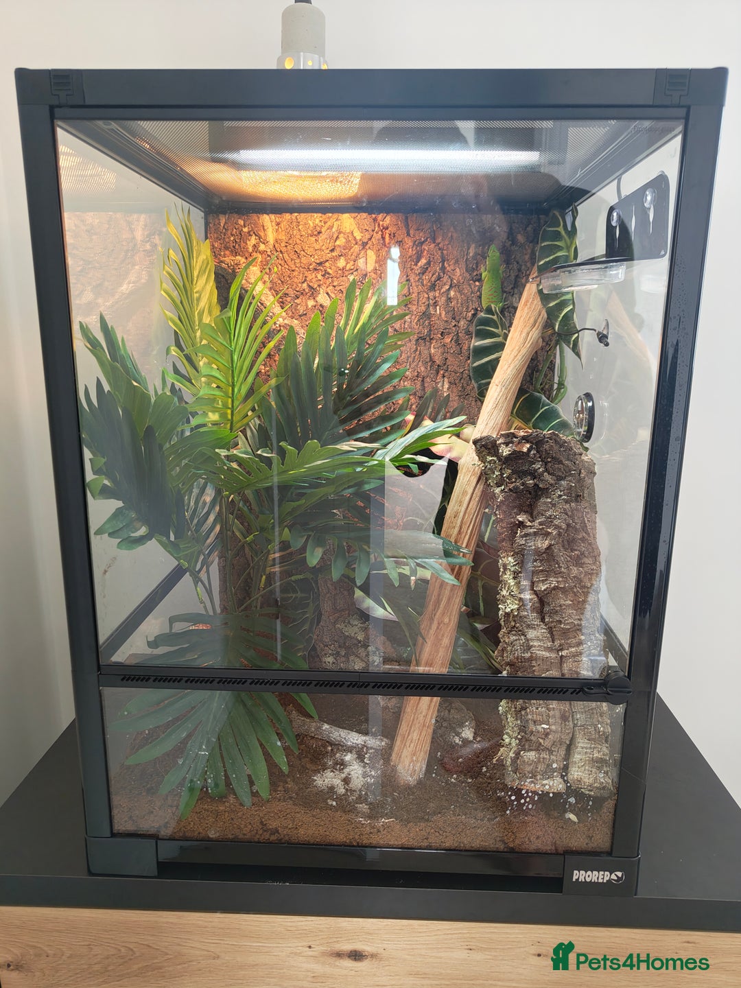 Gecko reptiles for sale: Giant Day Gecko & Set Up Available - Image 2