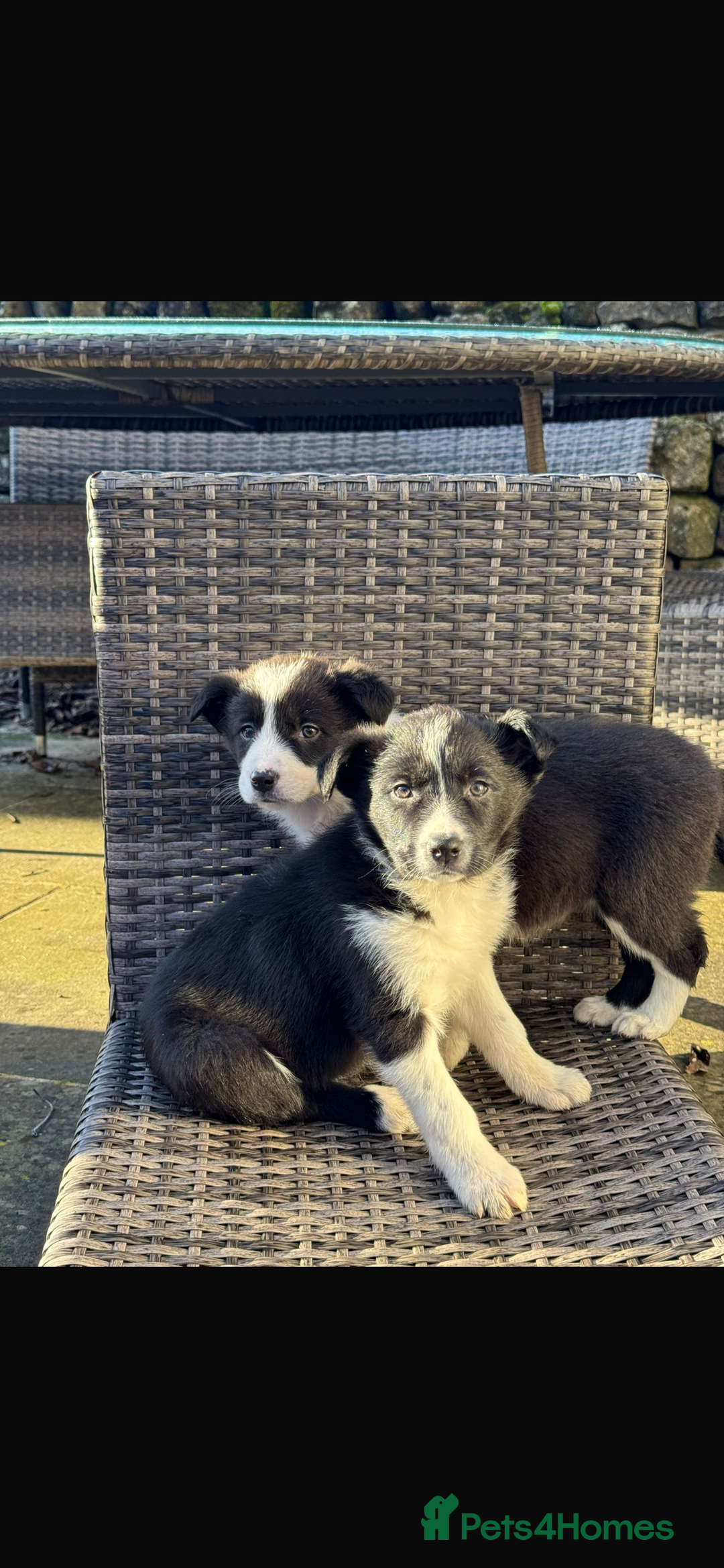 Border Collie dogs for sale: Gorgeous Border Collie pups - Advert 4