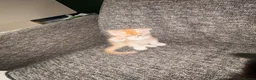 Maine Coon cats for sale: GCCF Maine Coone kittens, tested, vacc, vet check - Advert 14