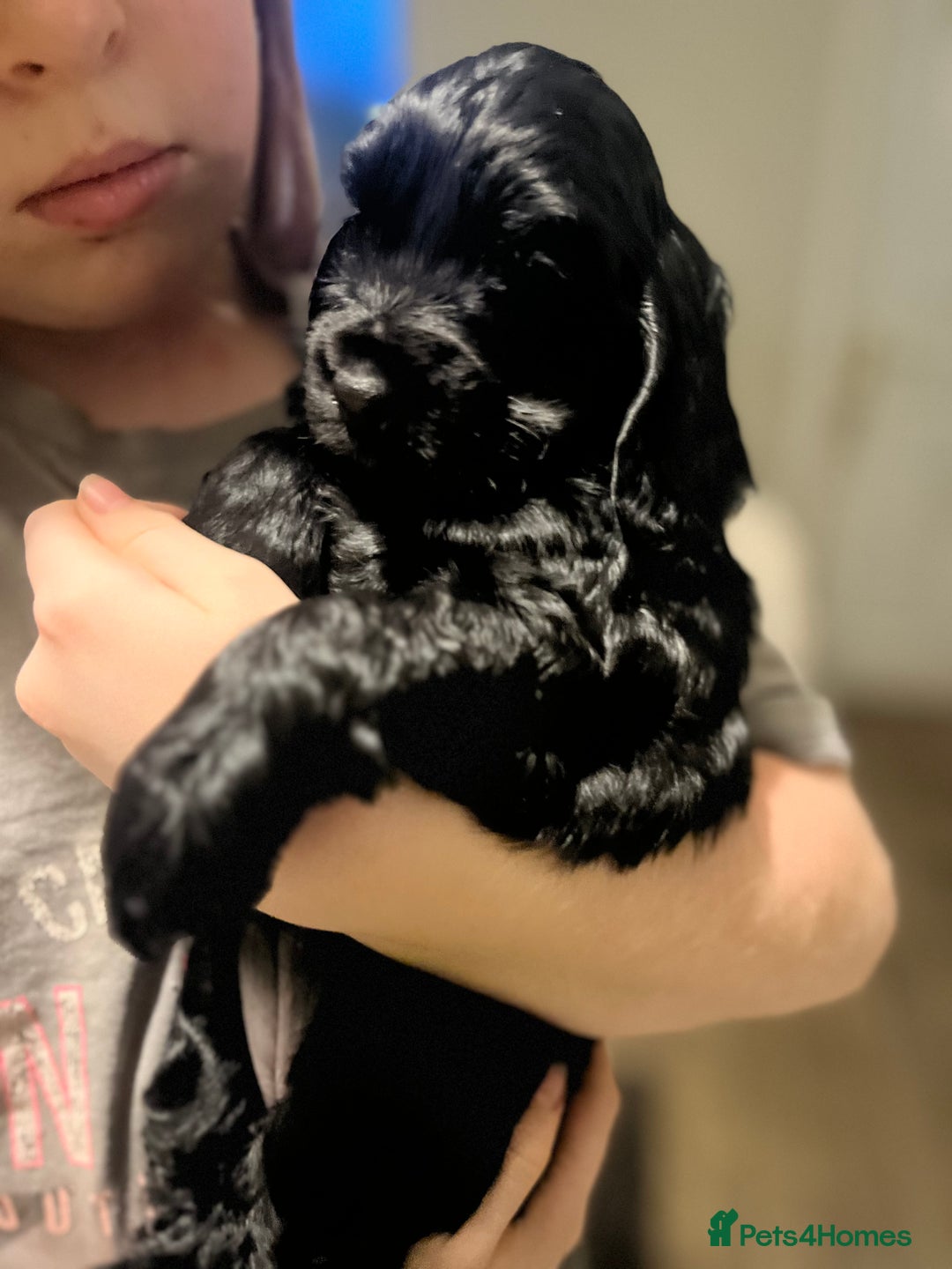 Cocker Spaniel dogs for sale: FAMILY RAISED SHOW TYPE COCKER SPANIEL PUPPIES - Advert 4