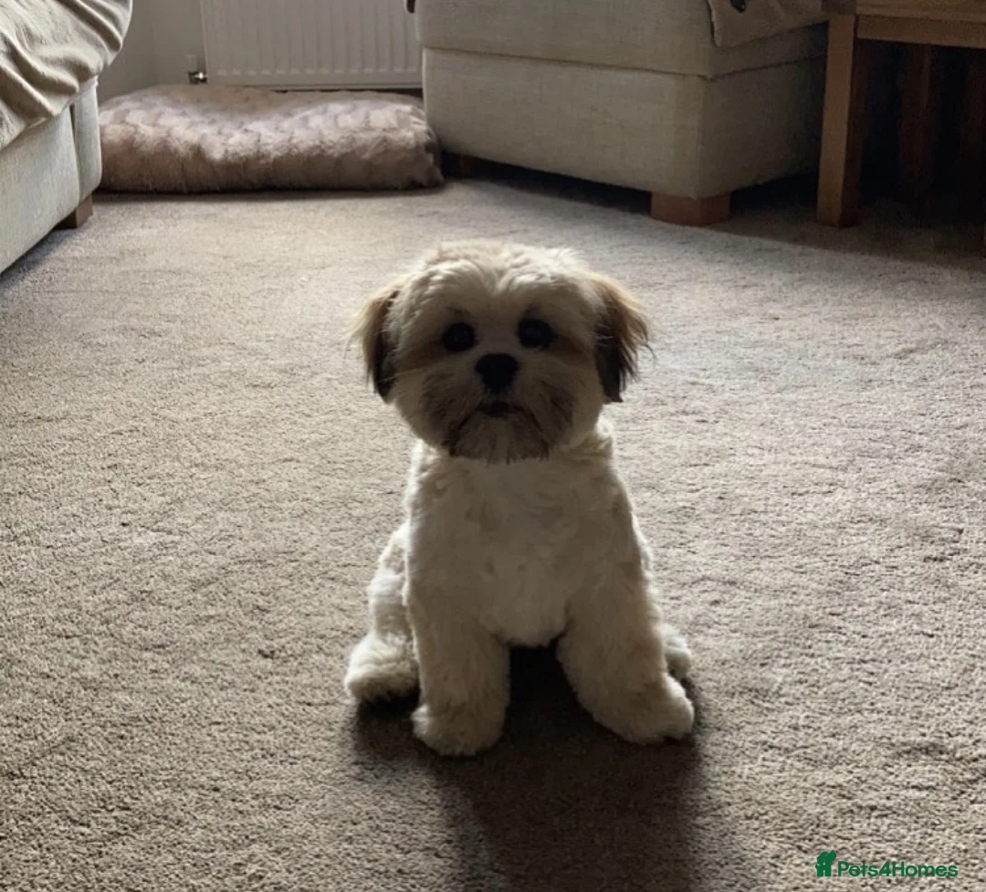 Lhasa Apso dogs for stud: Gorgeous proven pedigree Lhasa Apso for stud in Pontefract - Advert 5
