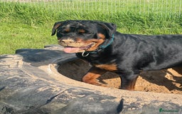 Rottweiler dogs for sale: 3 Year old Rottweiler for sale  - Image 3